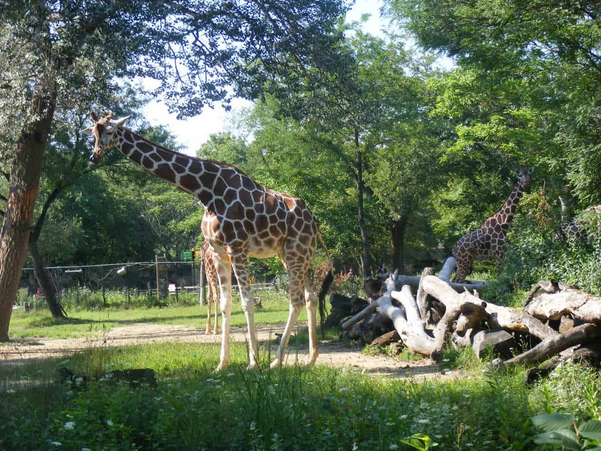 Brookfield Zoo 