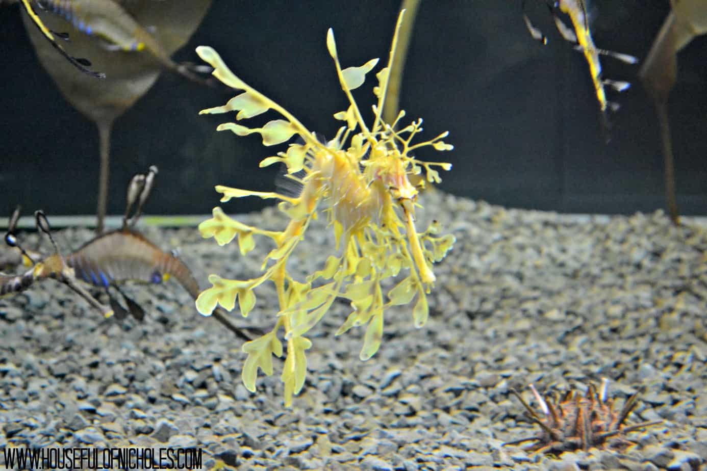 Seahorse - Shedd Aquarium