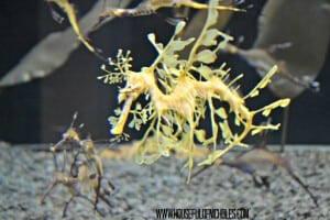 Shedd Aquarium Visit