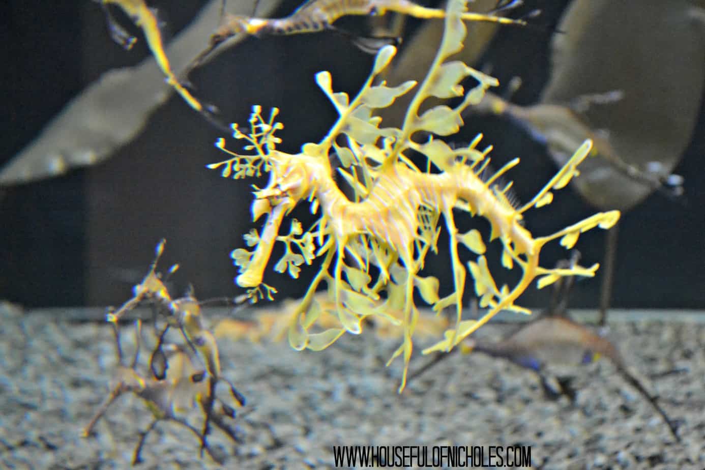 Shedd Aquarium