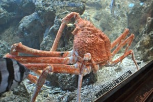 Shedd Aquarium Visit