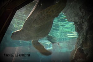 Shedd Aquarium Visit