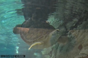 Shedd Aquarium Visit