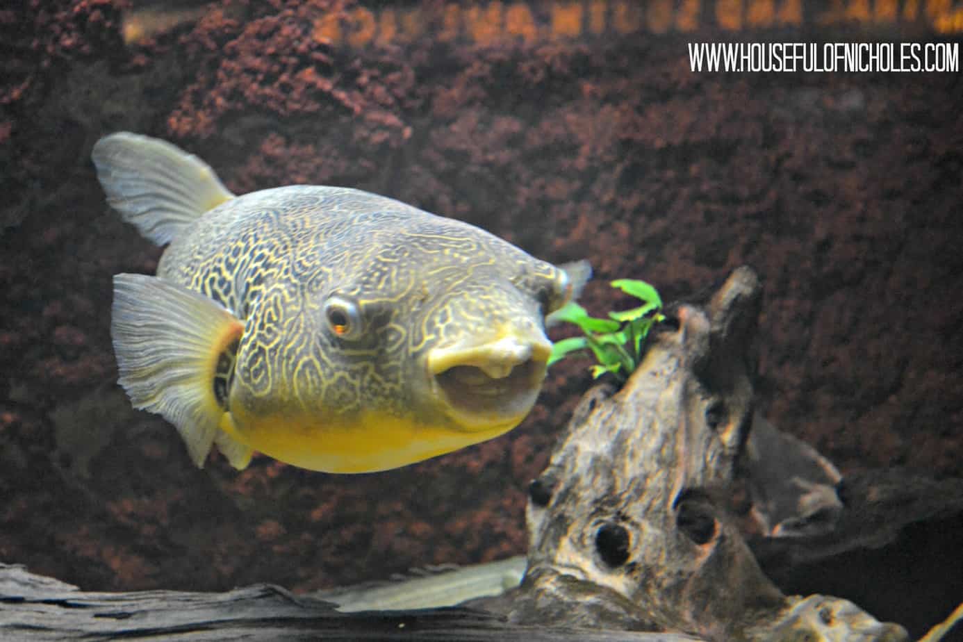 Shedd Aquarium Visit