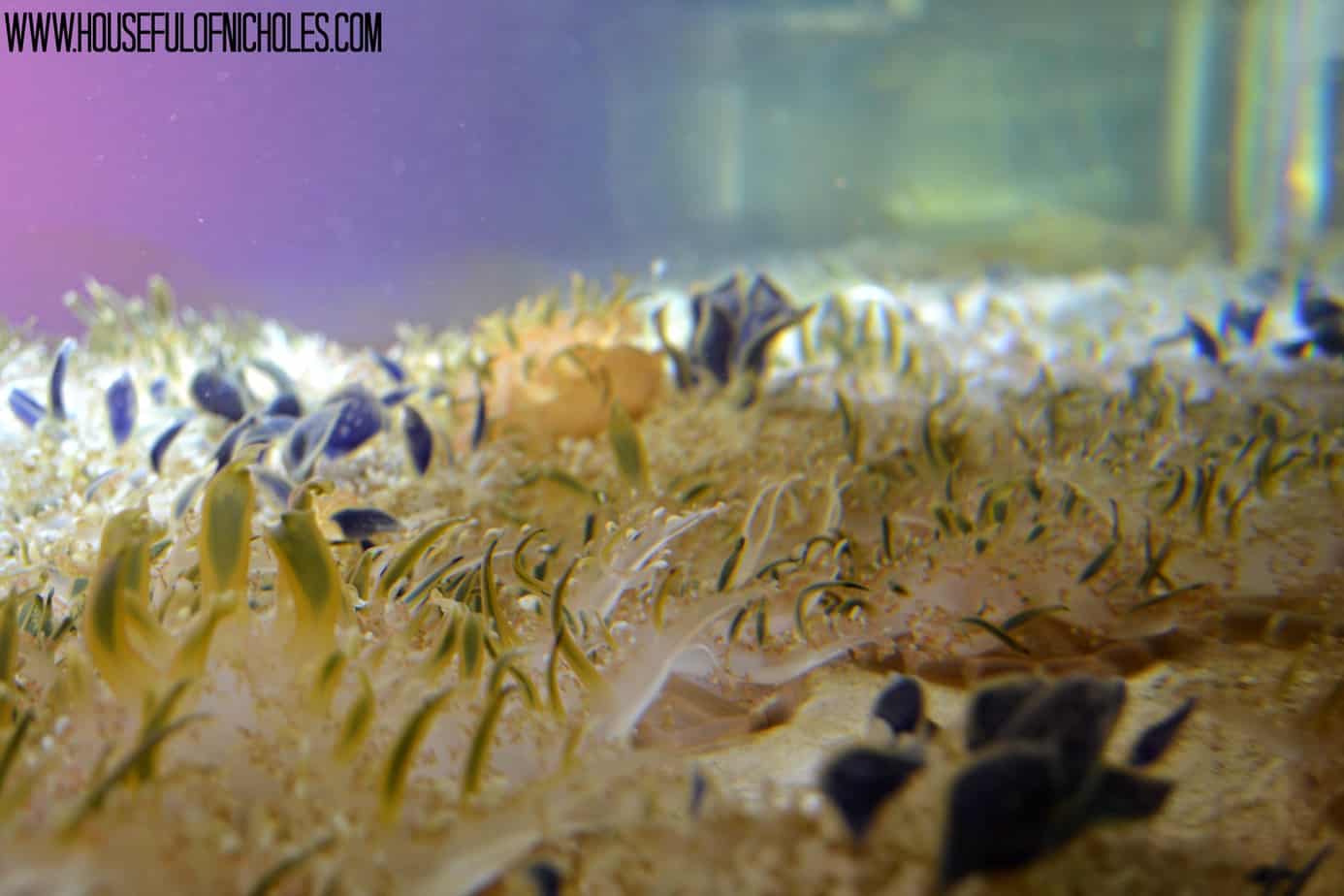 Upside Down Jelly Fish - Shedd Aquarium