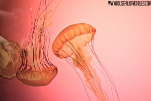 Shedd Aquarium Visit