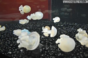 Shedd Aquarium Visit