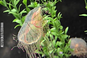 Shedd Aquarium Visit