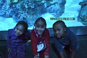 Shedd Aquarium Visit