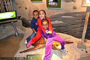 Shedd Aquarium Visit