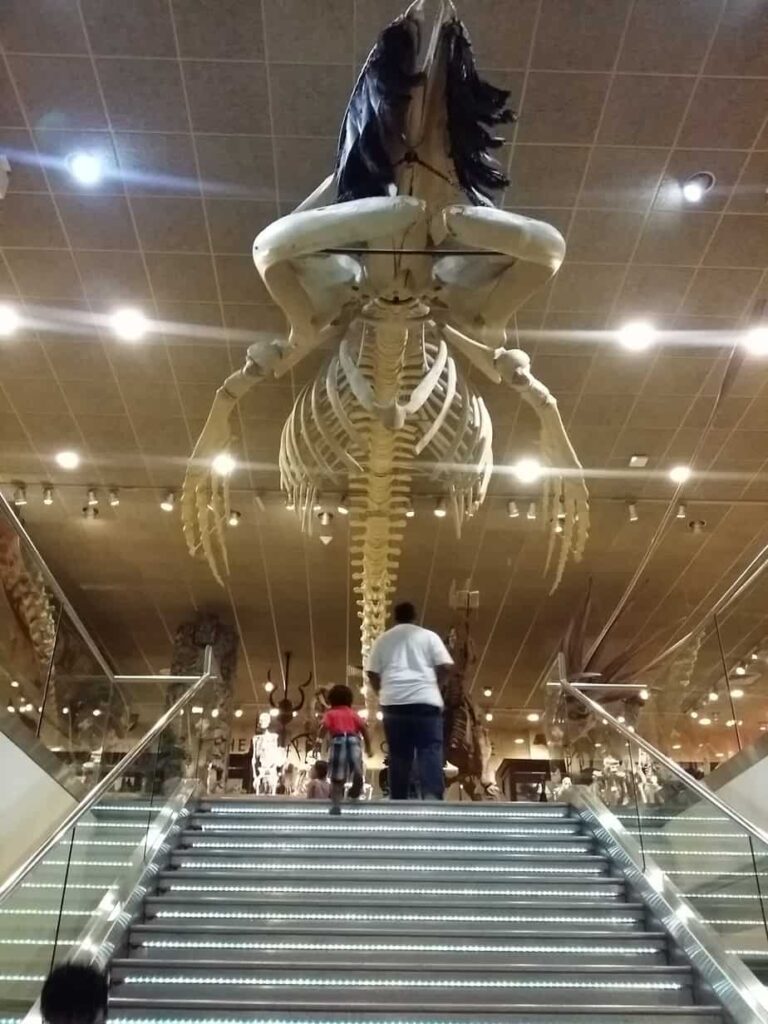 Milwaukee Public Museum