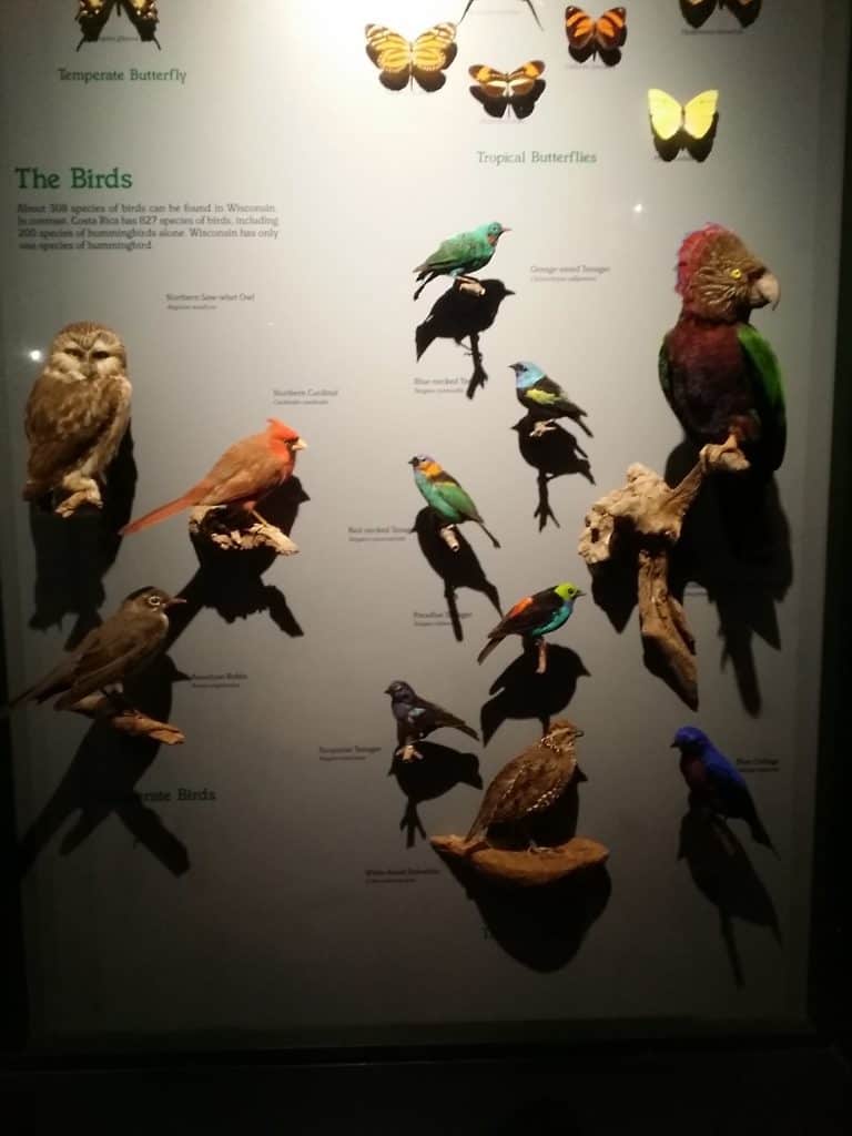 Milwaukee Public Museum Rain Forest Exhibit