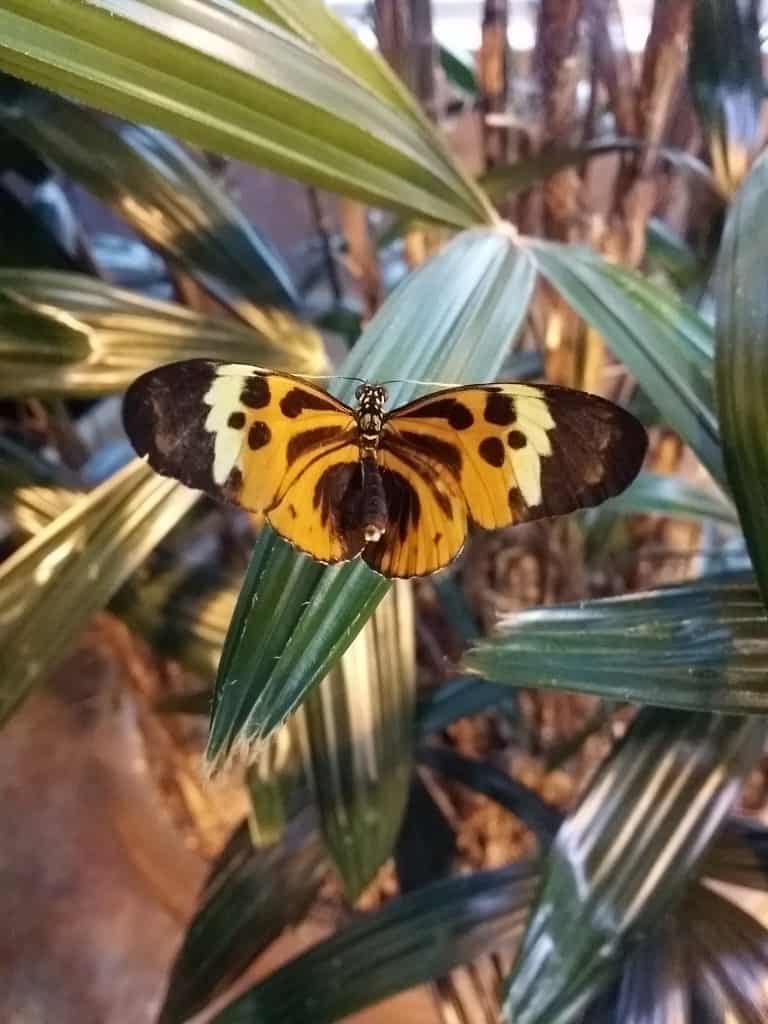 Milwaukee Public Museum Butterfly Garden