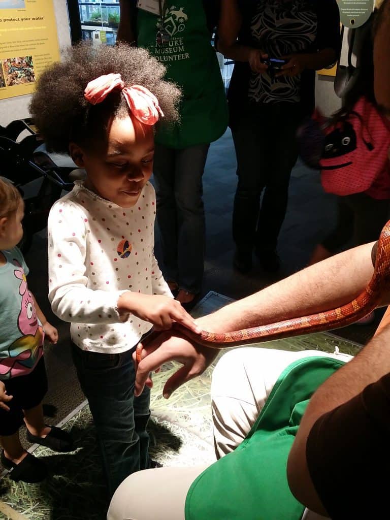 Exlporing a Corn Snake at Peggy Notebaert Nature Museum - HFON 