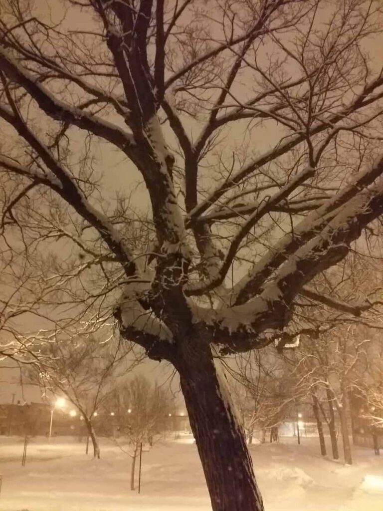 Snow In the City