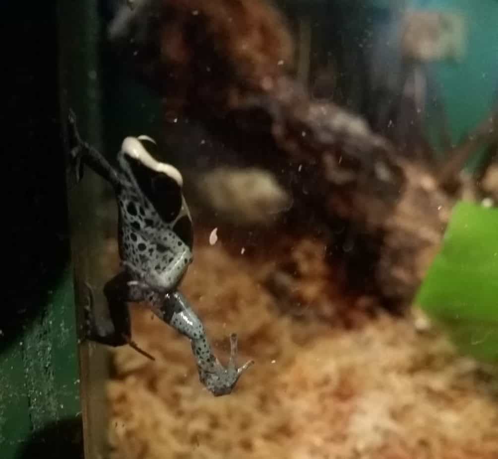 Powder Blue Poison Dart Frog - Peggy Notebaert Nature Museum
