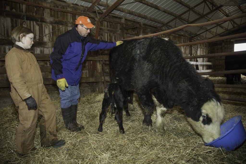 Winter-Cattle-Feeding