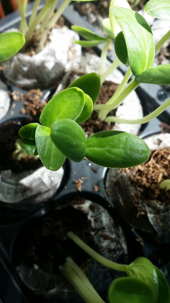 Cucumber Seedlings