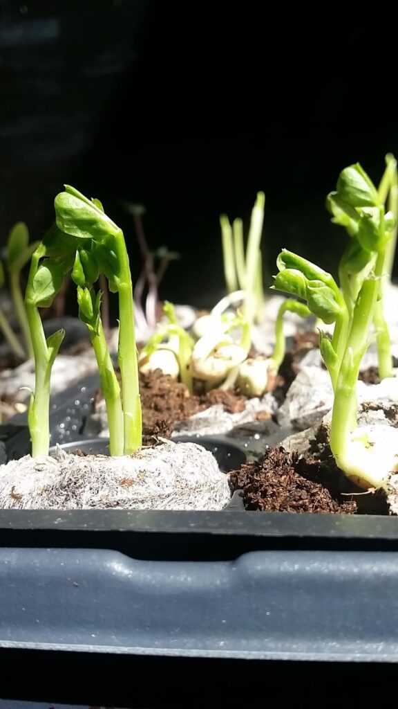 Garden Seedlings