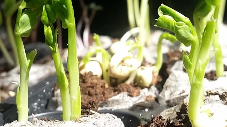 Backyard Farming