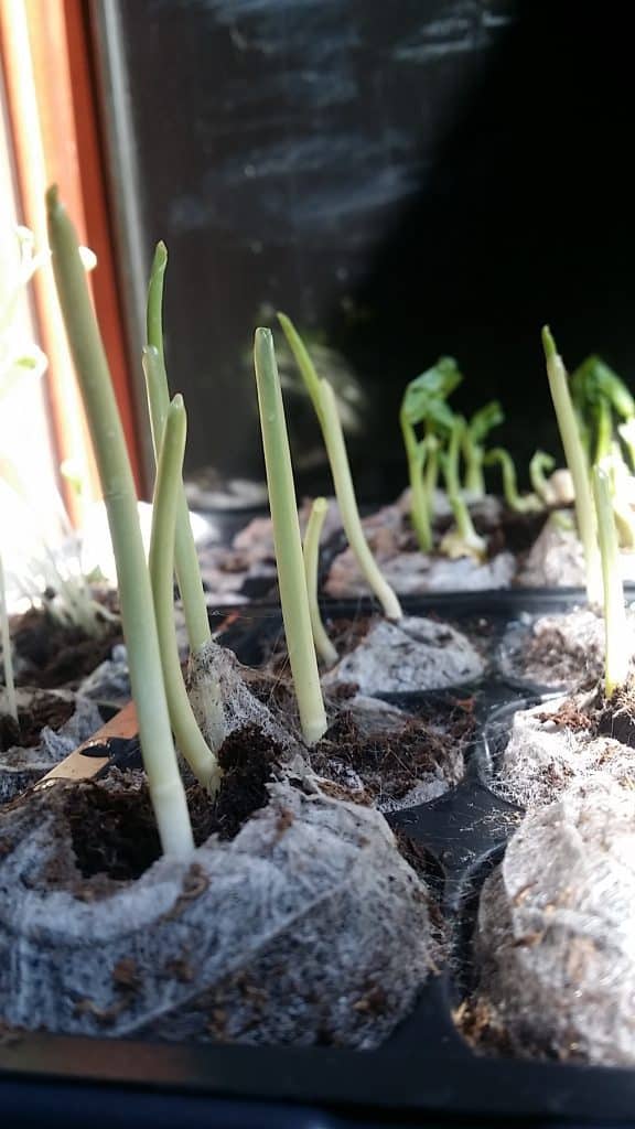 Sweet Corn Seedlings 