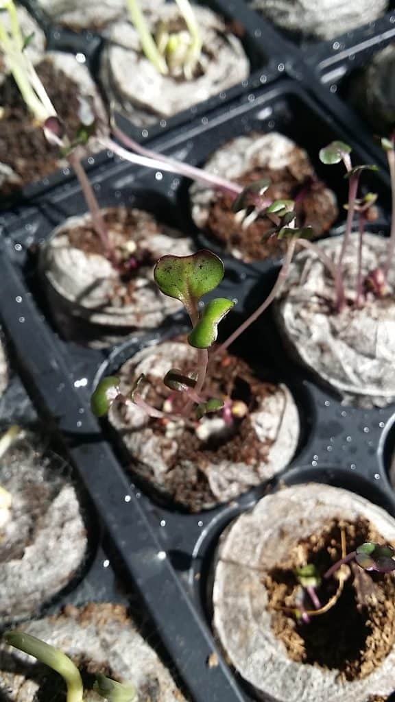 Cabbage plants