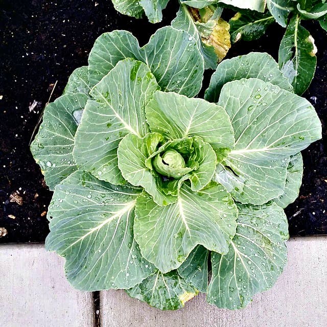 Backyard Cabbage
