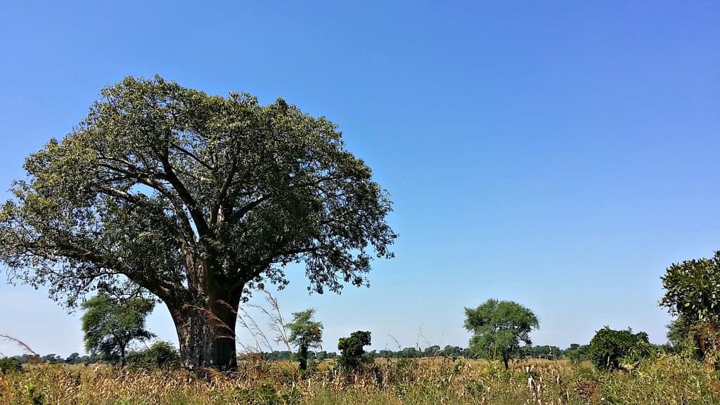 Malawi Global Village Trip