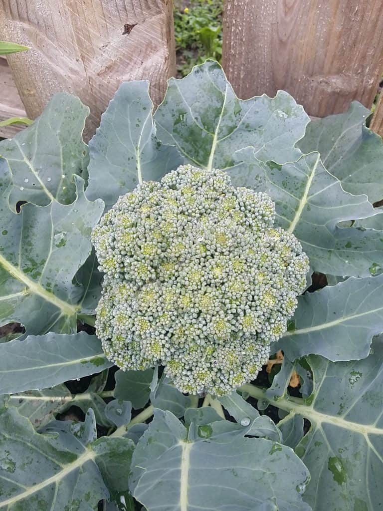 Broccoli growing