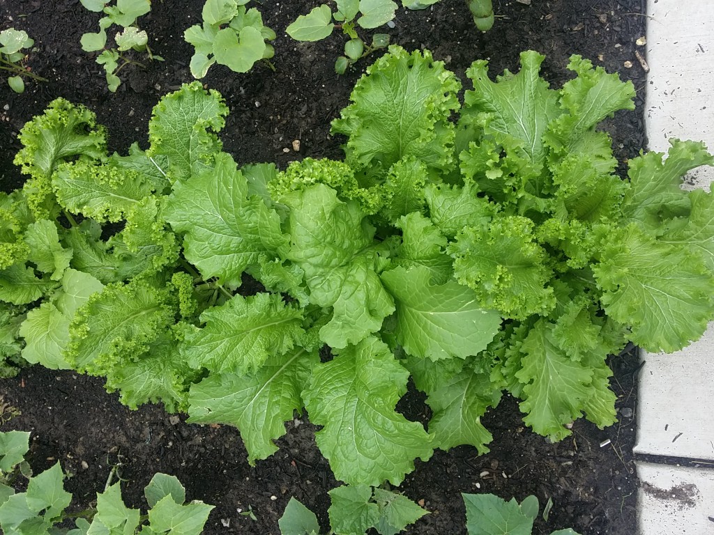 Mustard Greens in Houseful Of Nicholes Backyard Garden 