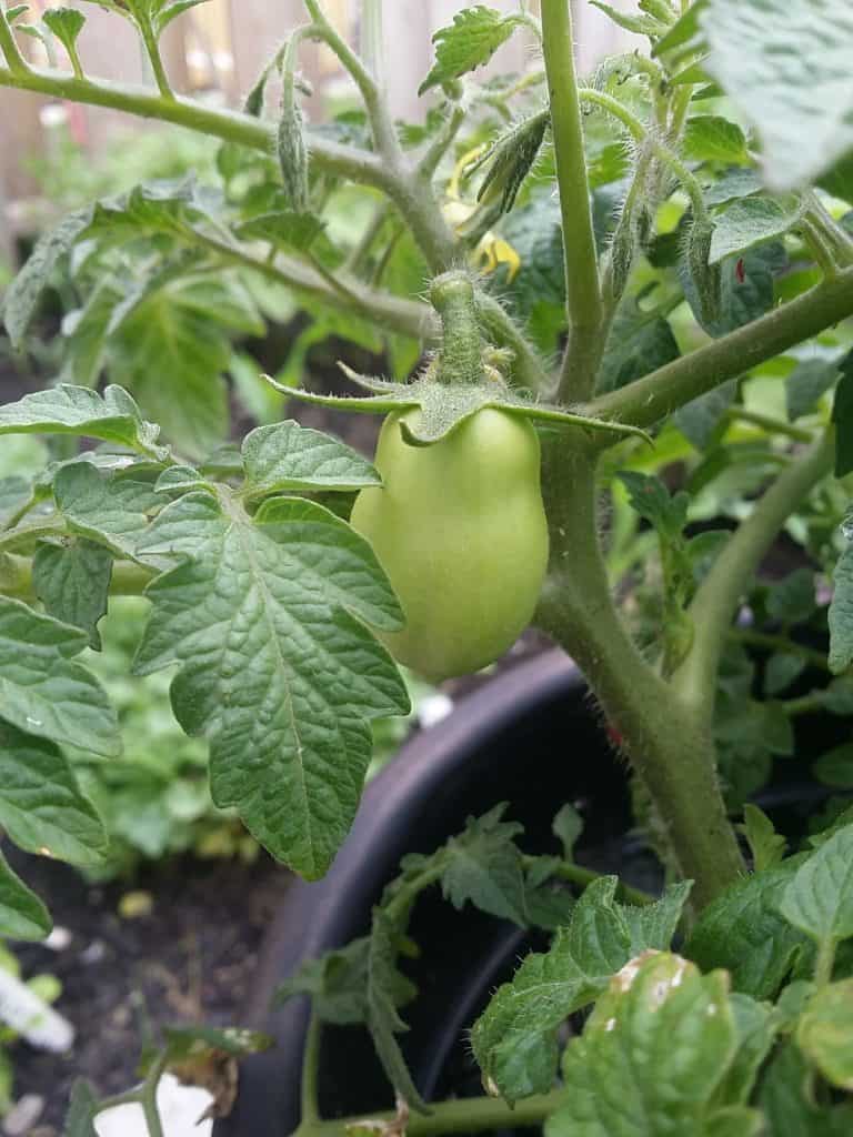 HFON Roma Tomatoes 