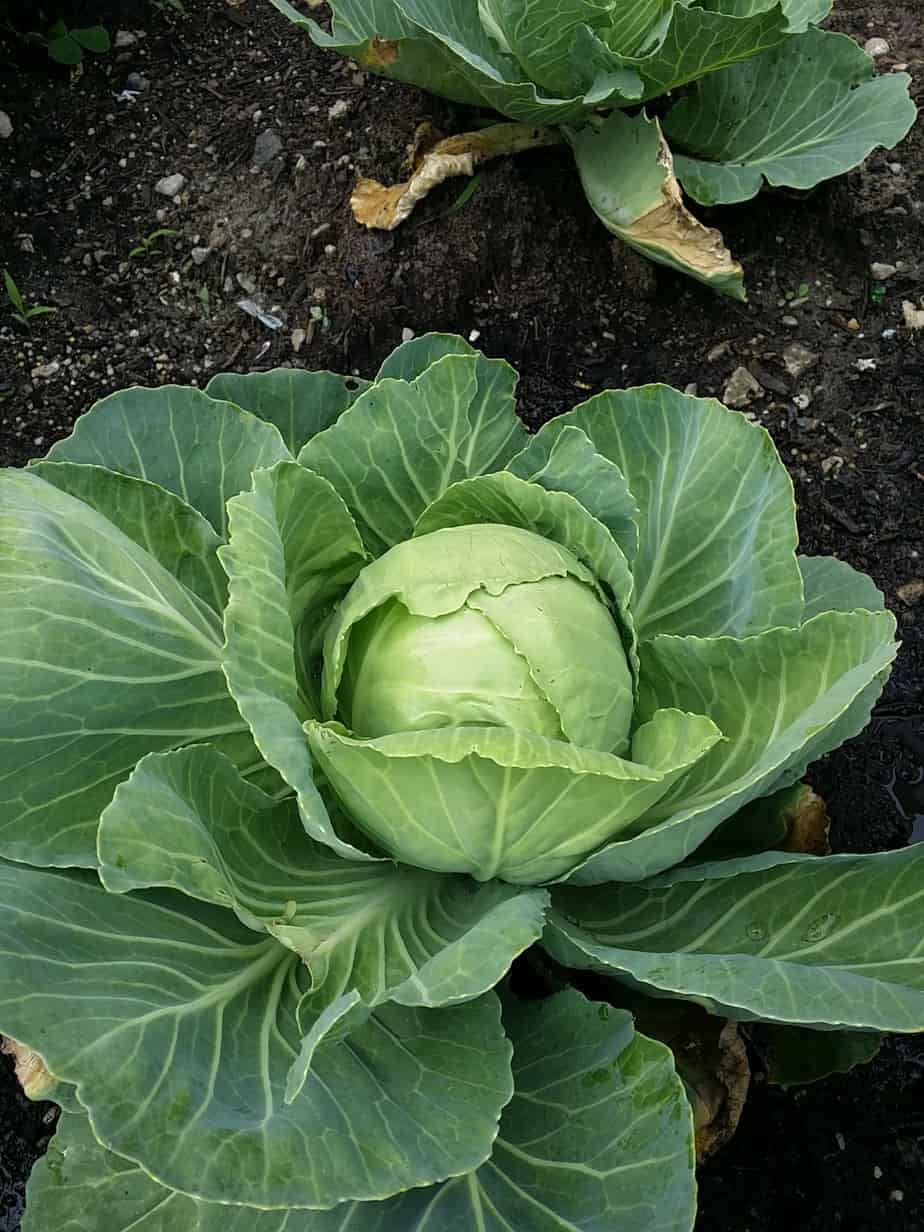 Cabbage Head growing in the backyard garden of the Nicholes.