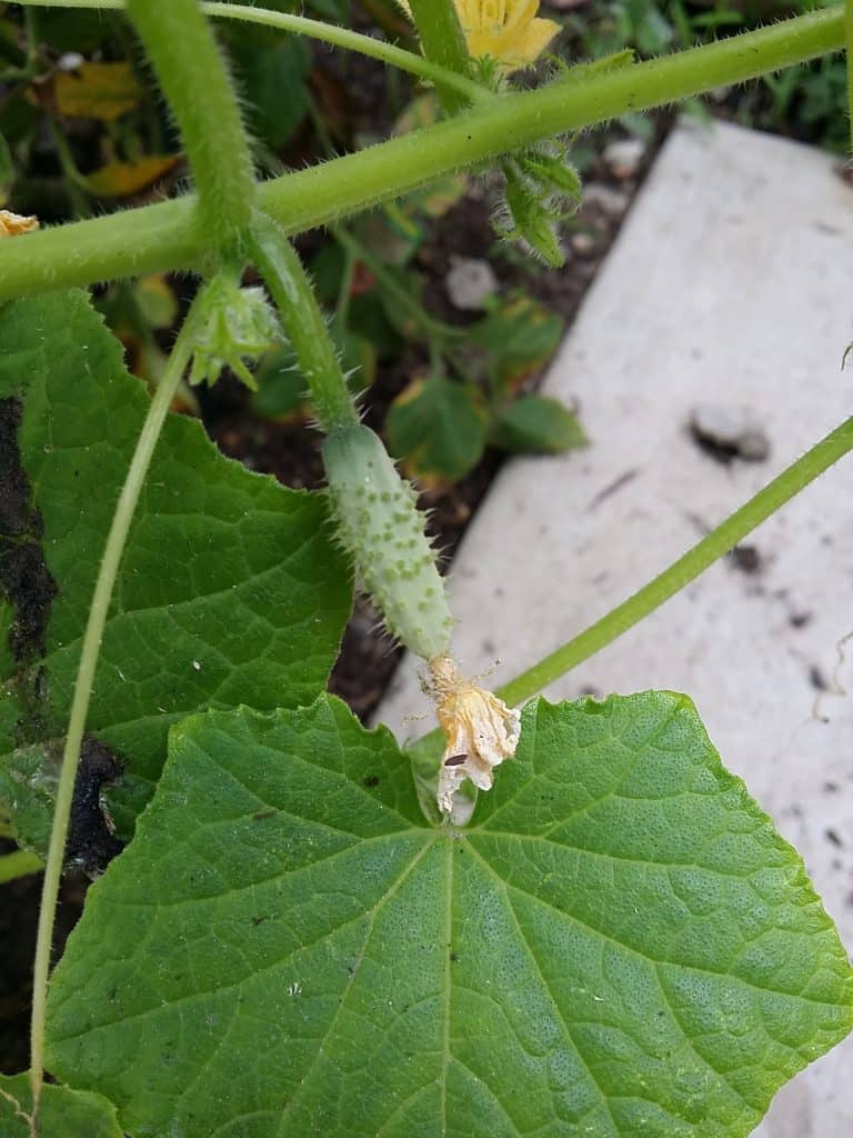 Pickling Cucumber Houseful Of Nicholes Backyard Garden
