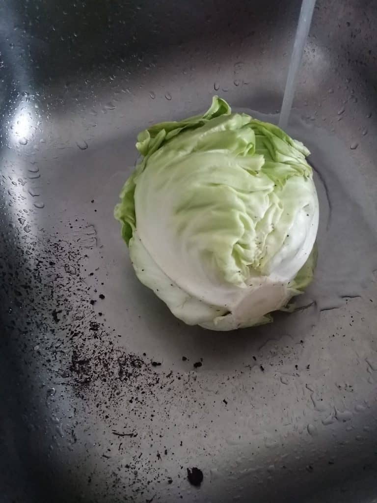 Cabbage Picked from Houseful Of Nicholes Garden 