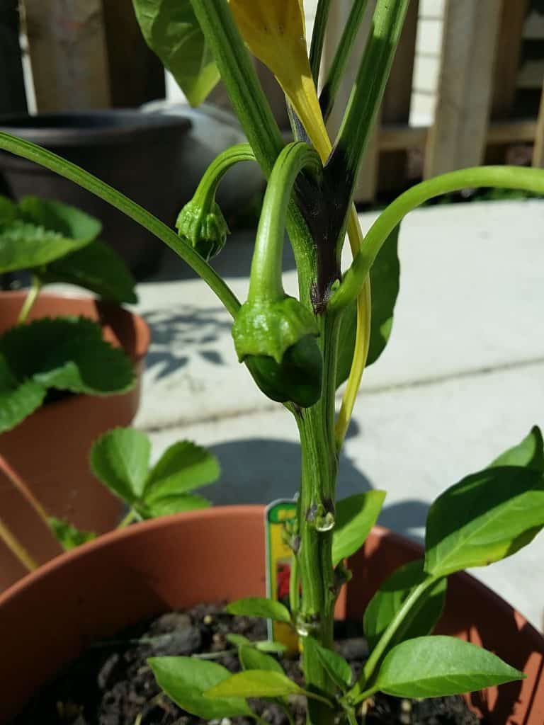Bell Pepper Baby 