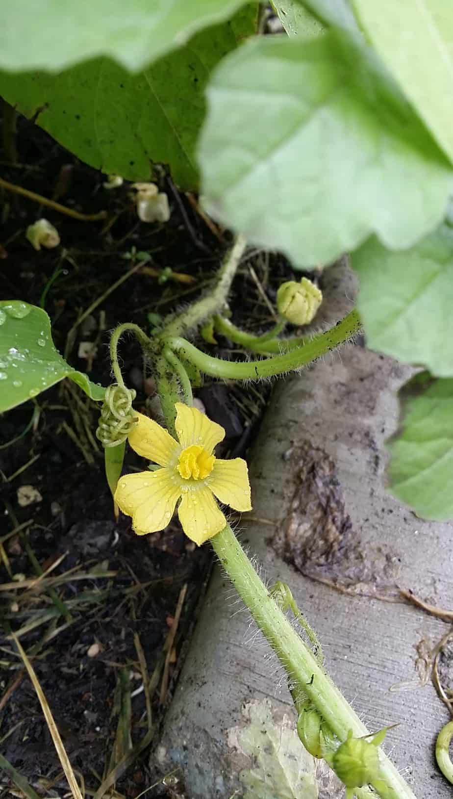 Watermelon at the flowering stage