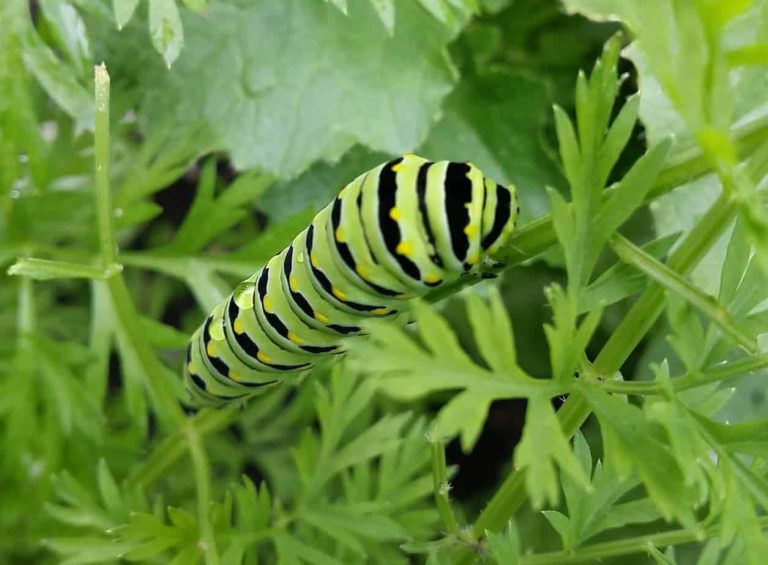 Full Grown Swallowtail Caterpillar
