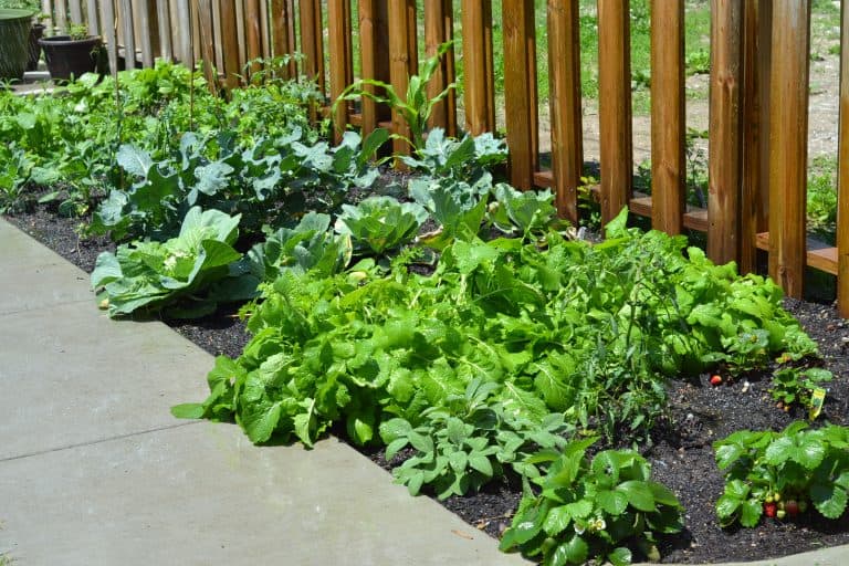Backyard-Garden