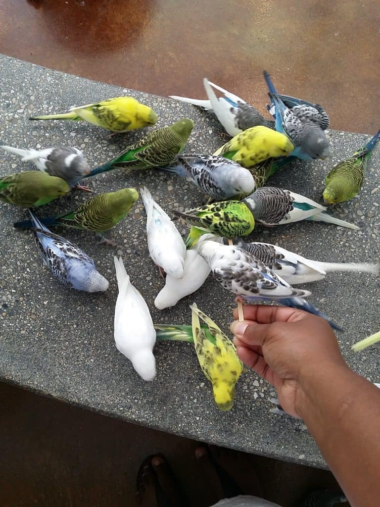 Hamil Wild Encounters Aviary 