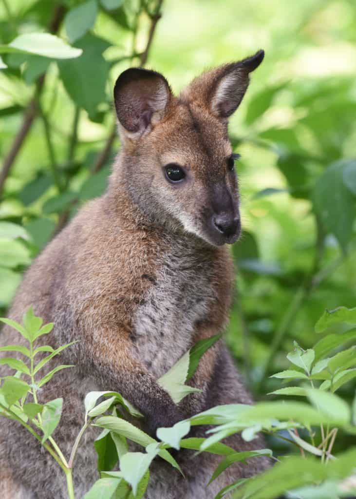 Hamill Family Wild Encounters Wallaby