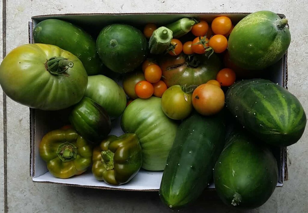 One days worth of harvest from the garden of Houseful Of Nicholes