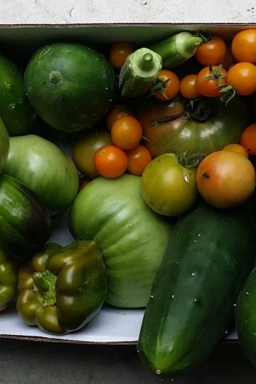 One days worth of harvest from the garden of Houseful Of Nicholes