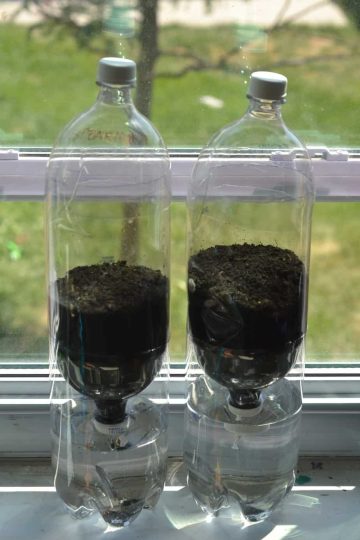 Ecosystem in a Bottle CampSci