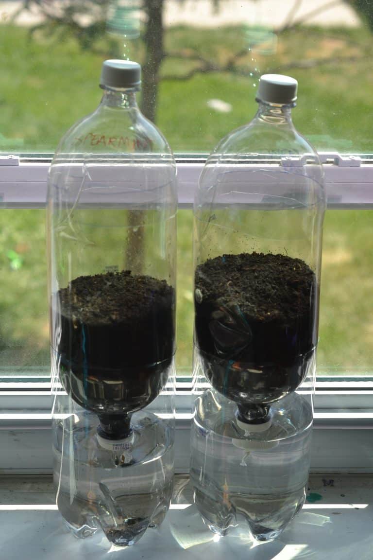 Ecosystem in a Bottle CampSci