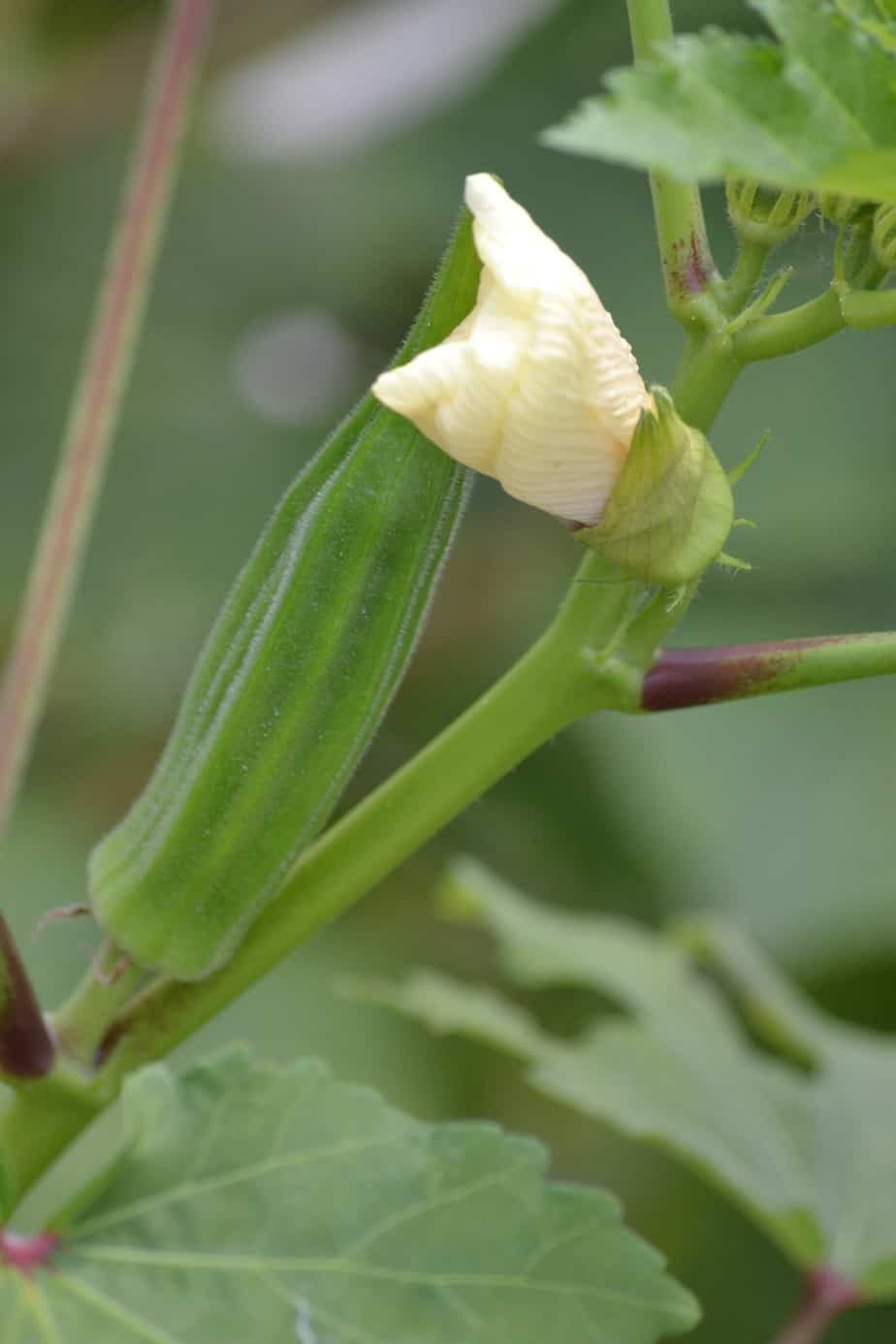 Okra pod and blossom