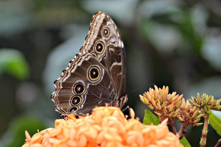 Spring Learning for Homeschool