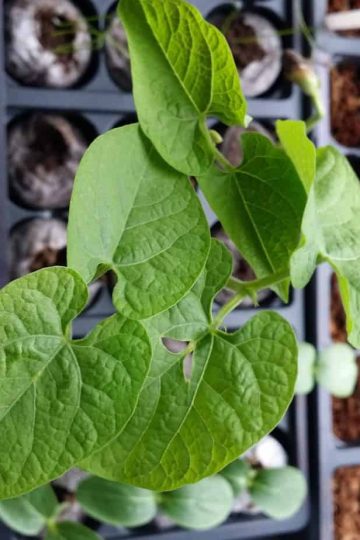 Pole Beans germinating for the garden