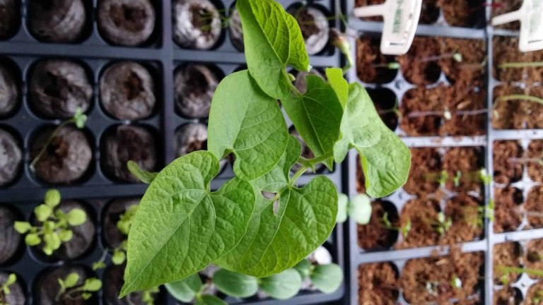Pole Beans germinating for the garden