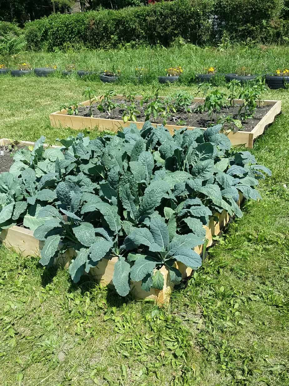 Union Avenue Community Garden 