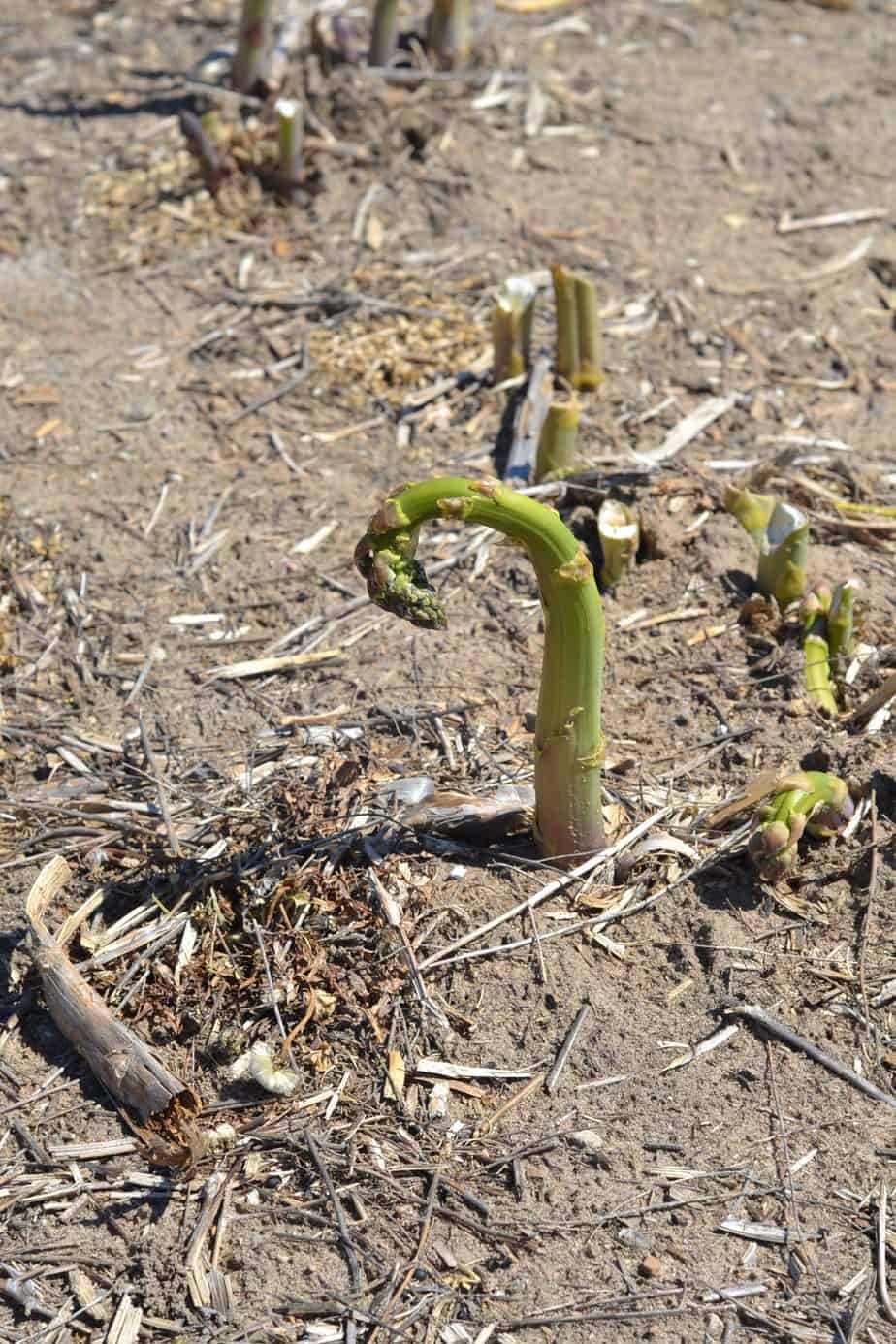 Asparagus hit by a cold and warm front in back to back days